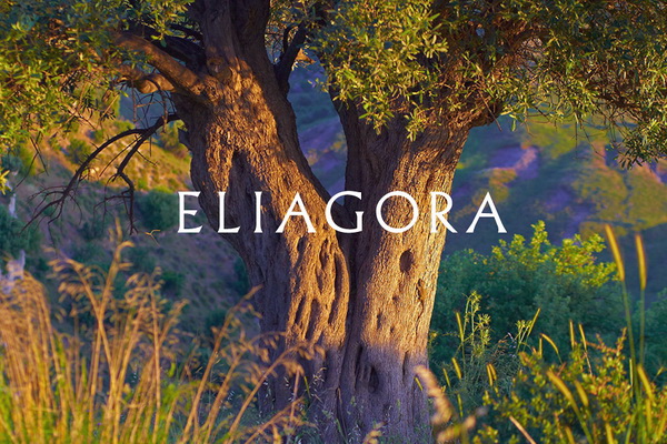 Дизайн упаковки и этикетки оливкового масла ELIAGORA