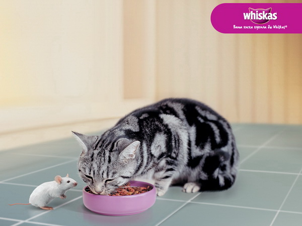Ваша киска купила бы Whiskas - лучшие рекламные плакаты с котятами