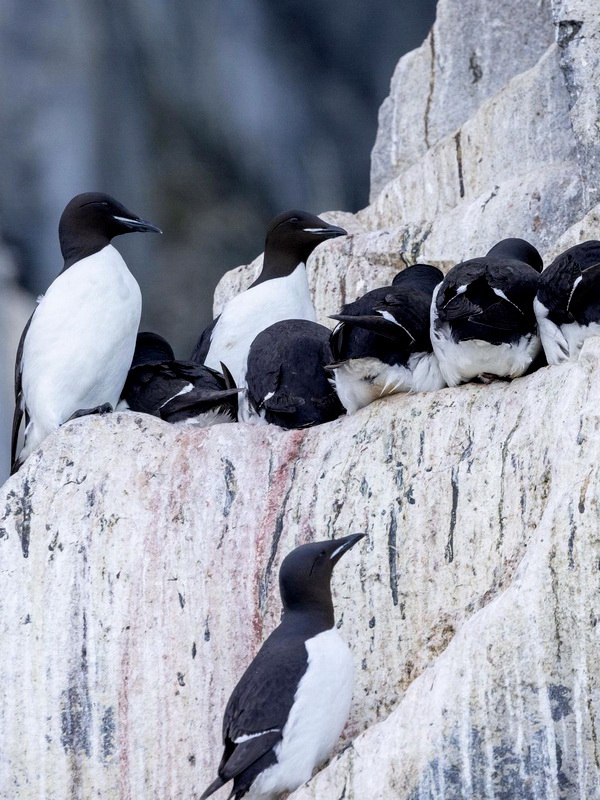 Юлия Барановская с пингвинами ФОТО показала на отдыхе
